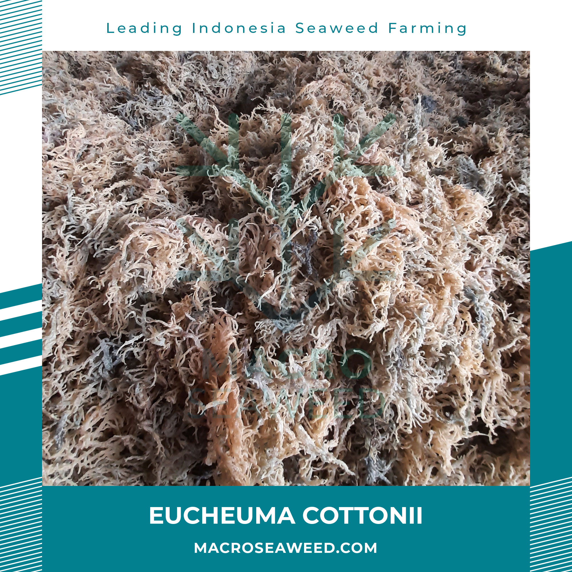 Dried Seaweed Eucheuma Cottoni